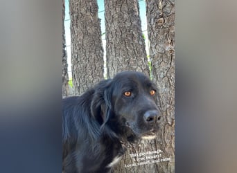 Nero (4) wartet schon so lange....