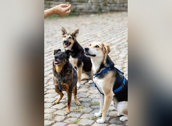 Sunny (4) sucht ein Zuhause