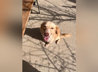 Biggi (2) unser dreibeiniger Sonnenschein