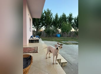 Murphy (3) sucht Ihr Happy End