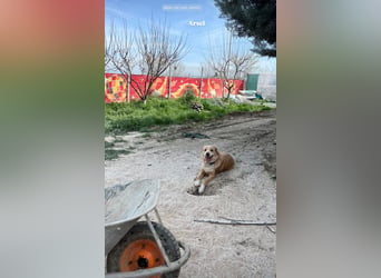 Axel (4) sucht ein sicheres Zuhause