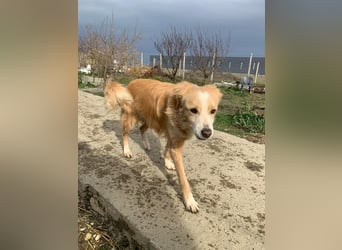 Axel (4) sucht ein sicheres Zuhause