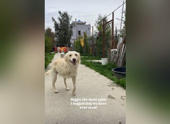 Biggi (2) unser dreibeiniger Sonnenschein