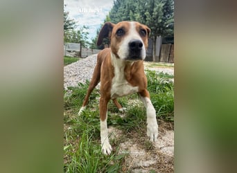 Fanja (8) unsere Kämpferin mit Herz