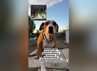 Fanja (8) unsere Kämpferin mit Herz (Bully Mischling)