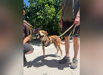 Milly (3) unsere dreibeinige Kämpferin sucht ein Zuhause