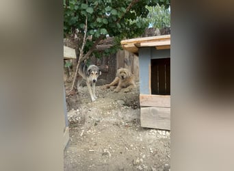 Alfonzo (3) sucht seine Familie