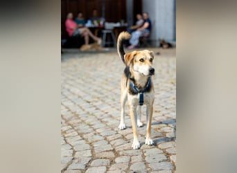 Sunny (4) sucht ein Zuhause