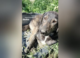 Der ruhige Shoku (3) sucht ein Zuhause