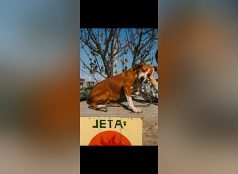 Fanja (8) unsere Kämpferin mit Herz