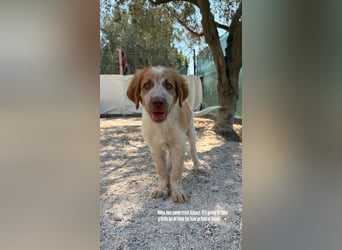 Olive (5 Monate) braucht ein schönes Plätzchen
