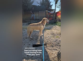 Axel (4) sucht ein sicheres Zuhause