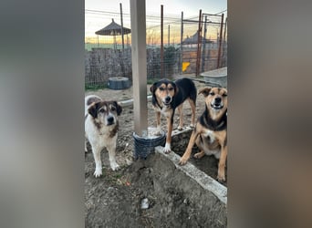 Pepper (2) ist eine wunderschöne junge Hündin - bereit für ein Zuhause