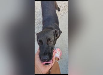 Bellissima eine wahre black beauty