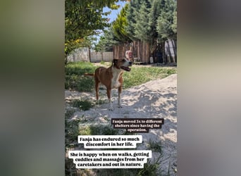Fanja (8) unsere Kämpferin mit Herz (Bully Mischling)