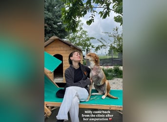 Milly (3) unsere dreibeinige Kämpferin sucht ein Zuhause