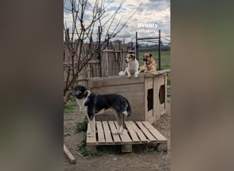 Mojo (3) wartet auf ein Zuhause