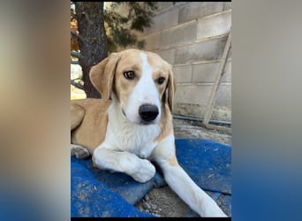 Cleo (2) ist bereit für ein Zuhause
