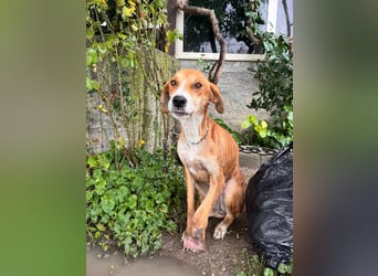 Milly (3) unsere dreibeinige Kämpferin sucht ein Zuhause