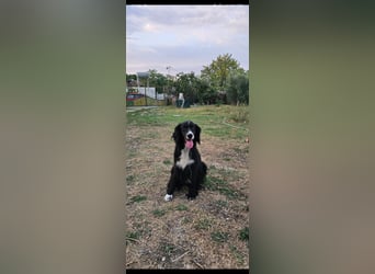 Lori sucht eine Familie