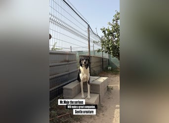 Mojo (3) wartet auf ein Zuhause
