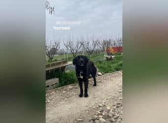 Nero (4) wartet schon so lange....