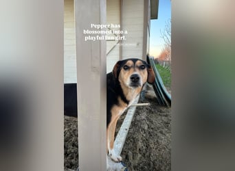 Pepper (2) ist eine wunderschöne junge Hündin - bereit für ein Zuhause