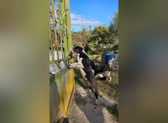 Kira (1) sucht ein Zuhause