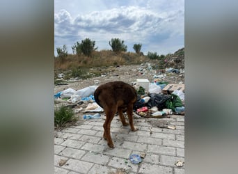 Rio (7 Monate) hat schon so viel durchgemacht