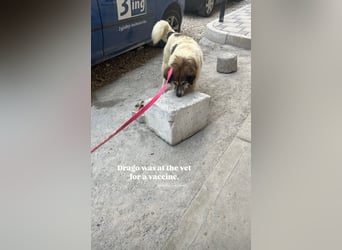Drago (8/9) sucht ein gemütliches Plätzchen