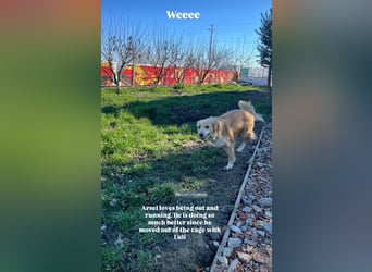 Axel (4) sucht ein sicheres Zuhause