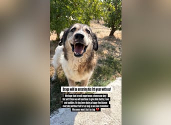 Drago (8/9) sucht ein gemütliches Plätzchen