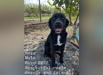 Nero (4) wartet schon so lange....