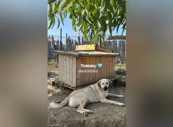 Tommy (3) unsere tiefenentspannte Seele