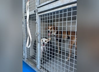 Milly (3) unsere dreibeinige Kämpferin sucht ein Zuhause