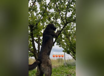 Der schüchterne Shoku (3) sucht ein Zuhause