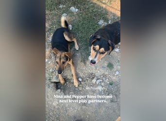 Pepper (2) ist eine wunderschöne junge Hündin - bereit für ein Zuhause