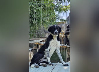 Kira (1) sucht ein Zuhause