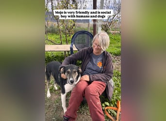Mojo (3) wartet auf ein Zuhause