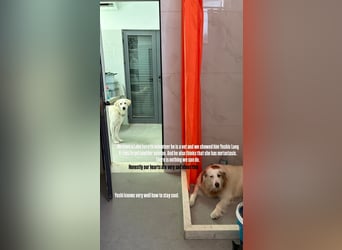 Yoshi (9) sucht einen ruhigen Platz