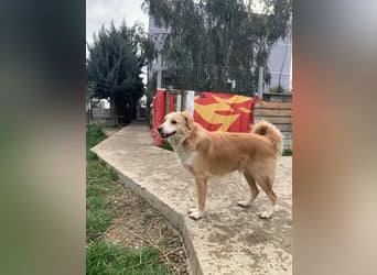 Axel (4) sucht ein sicheres Zuhause