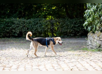 Sunny (4) sucht ein Zuhause