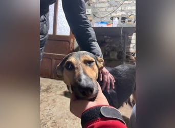 Shila (5) sucht nach einem liebevollen Zuhause