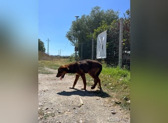 Rio (7 Monate) hat schon so viel durchgemacht