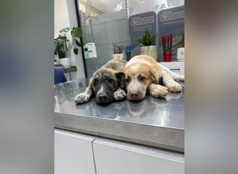 Ozzy (5 Monate) braucht ein schönes Plätzchen