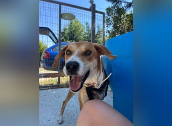 Milly (3) unsere dreibeinige Kämpferin sucht ein Zuhause