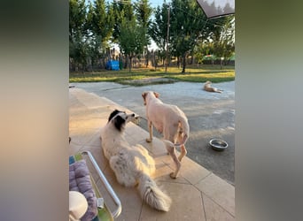 Murphy (3) sucht Ihr Happy End