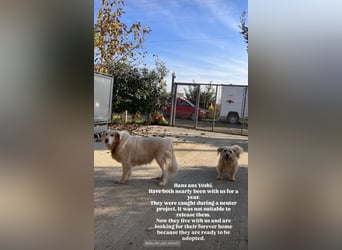 Yoshi (9) sucht einen ruhigen Platz
