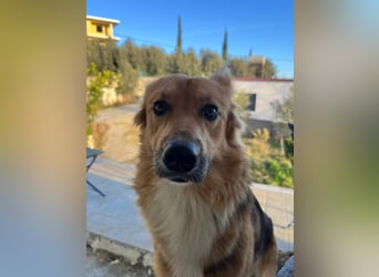 Evie (1-2) unsere scheue Schönheit