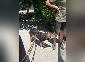 Shila (5) sucht nach einem liebevollen Zuhause